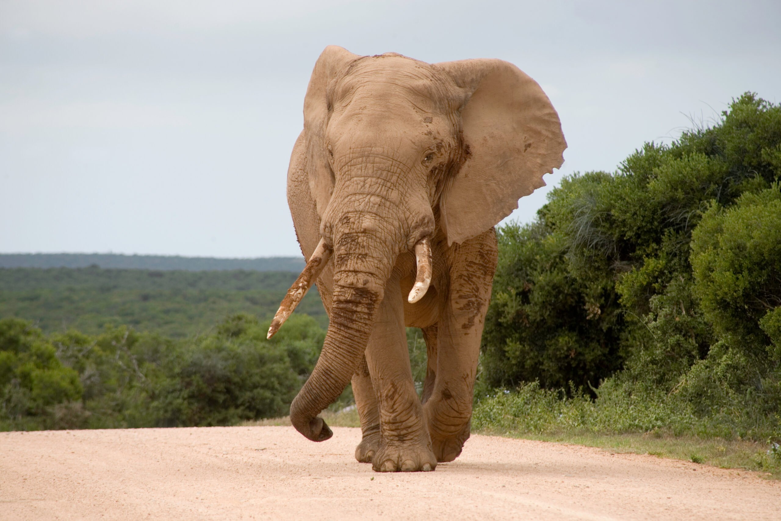 Addo Elephant National Park Day Safaris