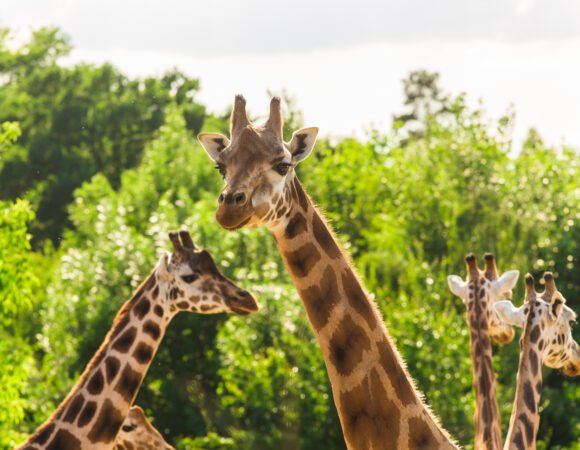 Amakhala Private Game Reserve