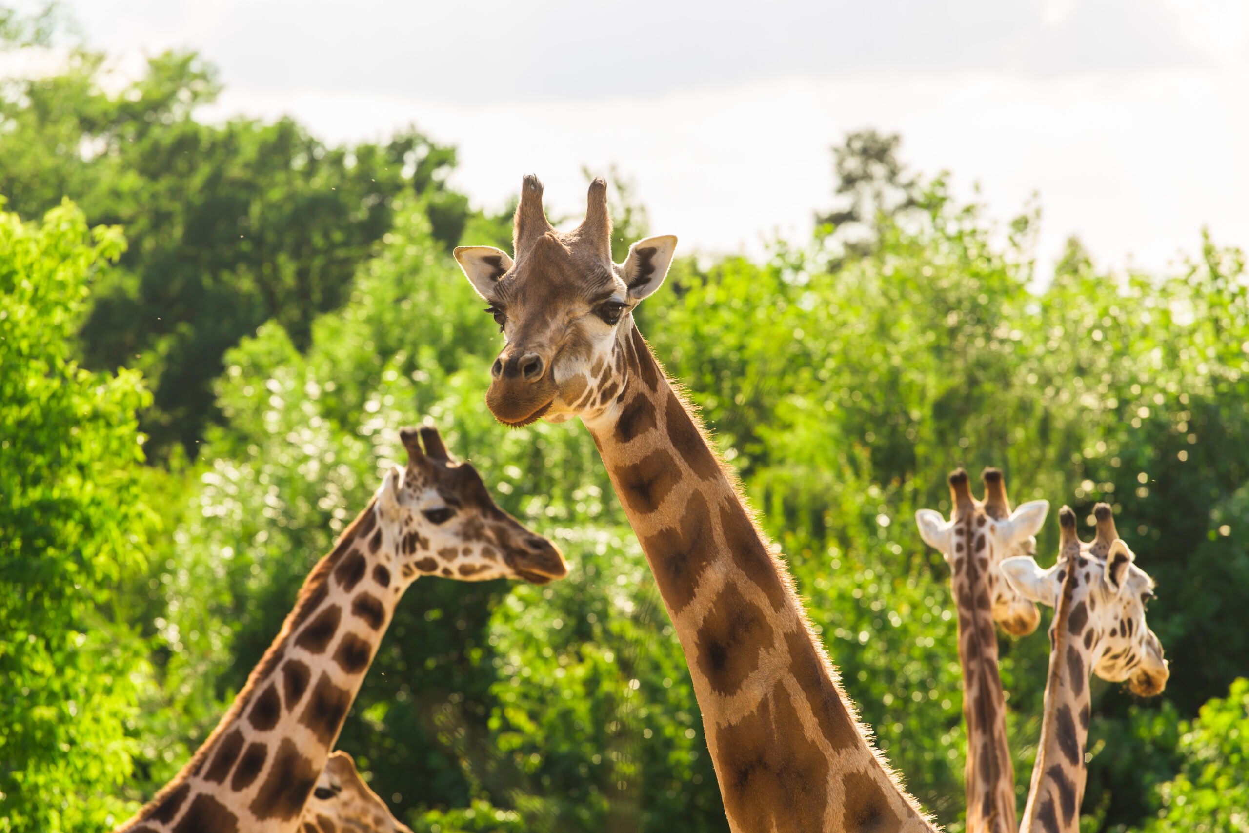 Amakhala Private Game Reserve