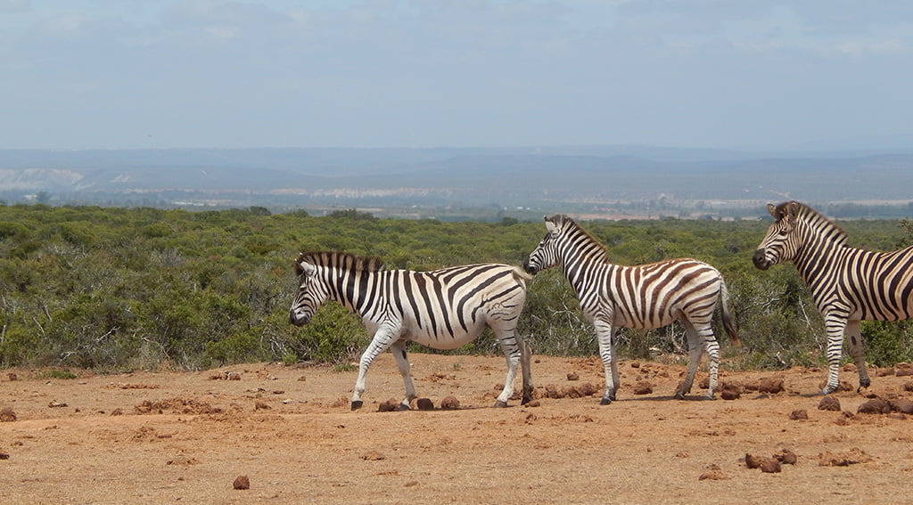 Pumba Private Game Reserve