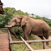Amakhala Game Reserve Elephant book with Cruise Safari for your Day Safari