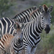 Amakhala Game Reserve Zebra book with Cruise Safari for your Day Safari
