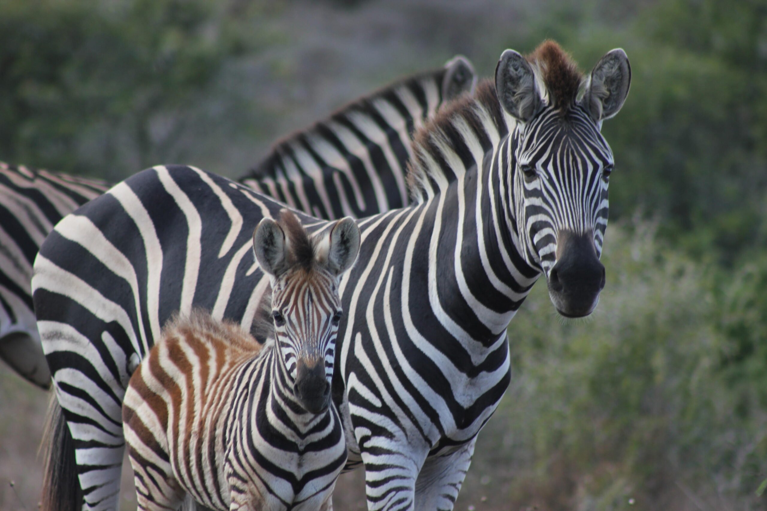 Amakhala Game Reserve