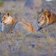 Amakhala Game Reserve Lions book with Cruise Safari for your Day Safari