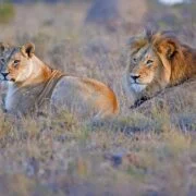 Amakhala Game Reserve Lions book with Cruise Safari for your Day Safari