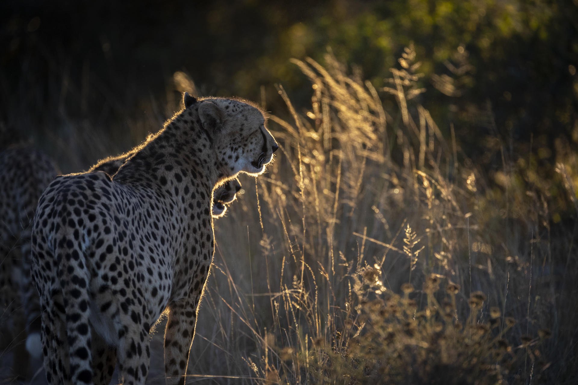 View a cheetah at one of your day safari trips with Cruise Safaris