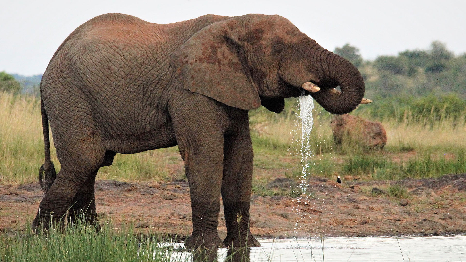 Cruise Safaris About Us Middle Image Elephant Cruise Safaris About Us