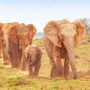 An Elephant Procession in Addo