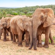 Addo Elephant National Park Day Safari Quick and easy to book with Cruise Safaris