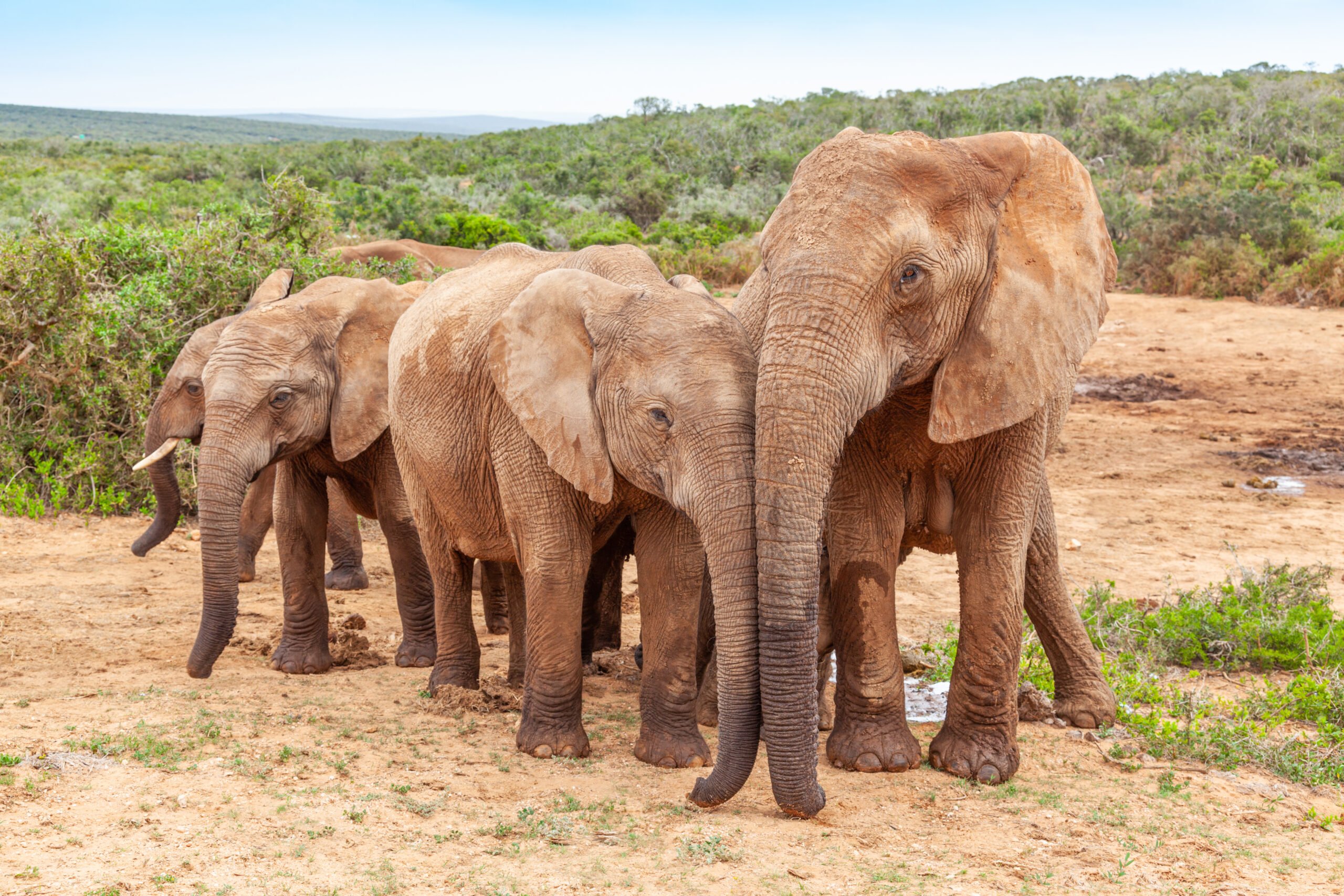 Addo Elephant Park