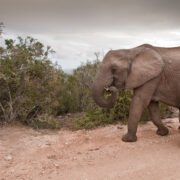 Two elephants Walking in the Addo Elephant National Park
