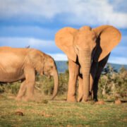 Addo Elephant National Park Two Elephants Standing And Watching