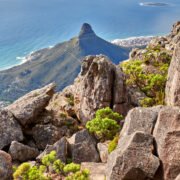 lions head on path cape town