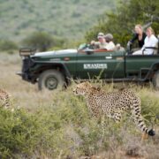 Kwandwe Private game Reserve game Drive