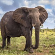 sibuya game reserve Elephant