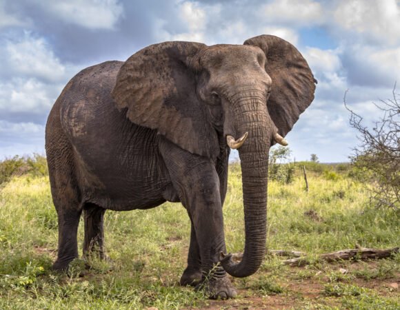 Sibuya Game Reserve