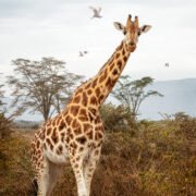 sibuya game reserve Giraffe
