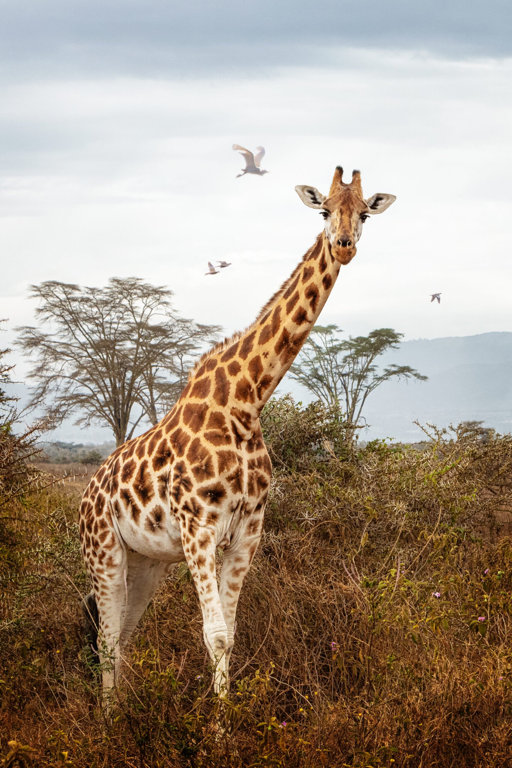 Sibuya Game Reserve