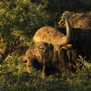 Kwandwe Private game Reserve Buffalo