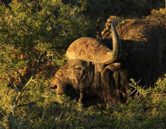 Kwandwe Private Game Reserve