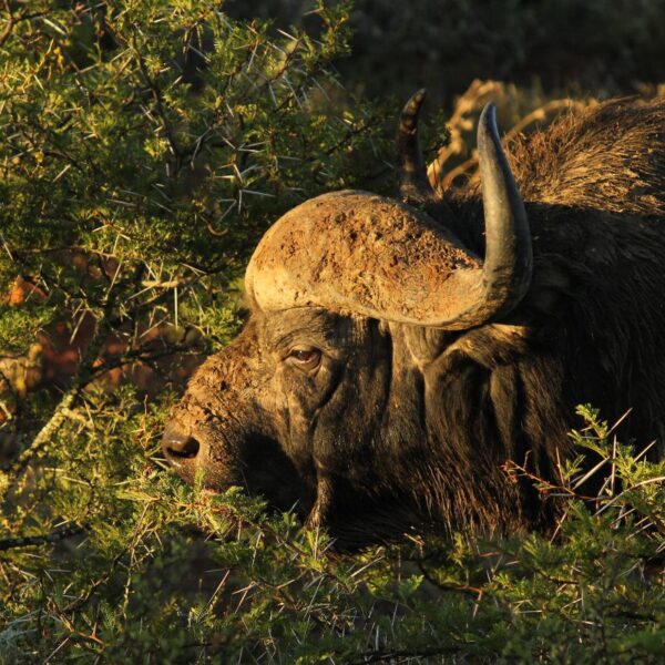 Kwandwe Private Game Reserve