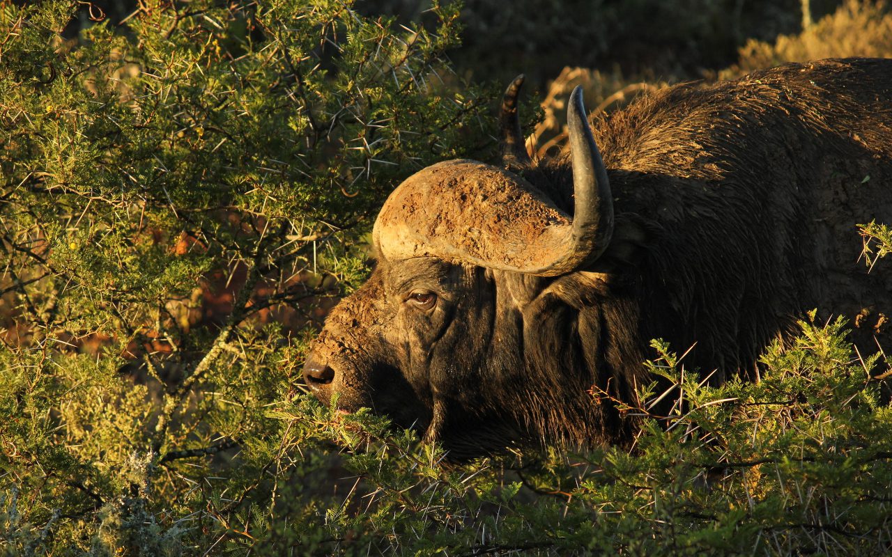 Kwandwe Private Game Reserve