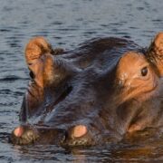 Kwandwe Private game Reserve Hippo