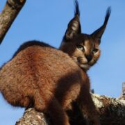 sibuya game reserve Red Cat